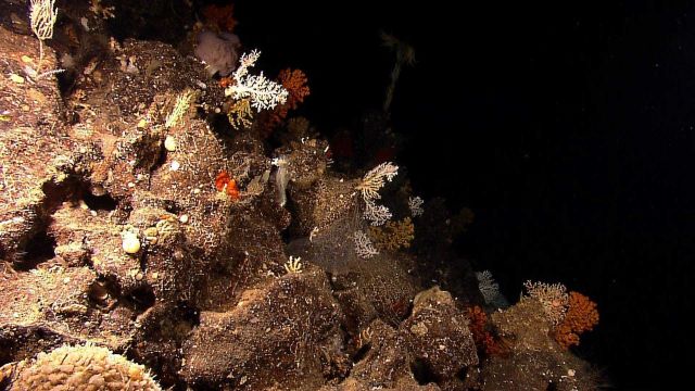 The seamount Target K has both great numbers and a large diversity of organisms. Picture