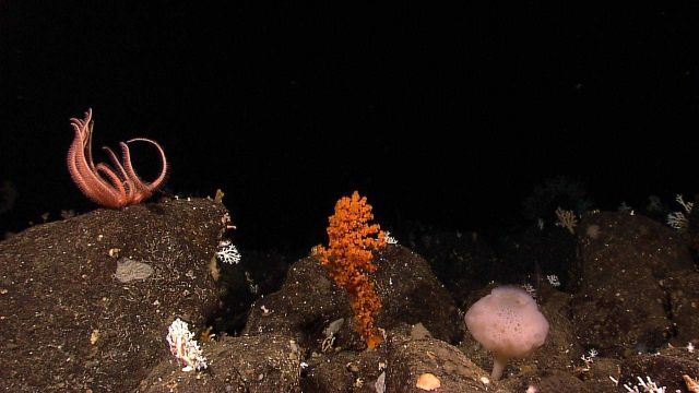 A golden orange coral, a brisingid starfish with his arms up, and a white sponge . Picture