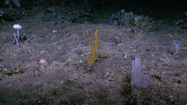 A flower-like stalked sponge, a yellow coral, a white coral, and a translucent sponge are among some of the creatures in this image. Picture