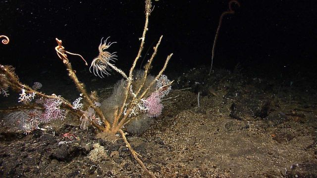 A different view of the dead stalks, crinoids, corals and live whip coral seen in image expl5760 looking somewhat like a demented Christmas tree. Picture