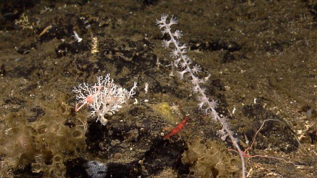 A beautiful white stony coral with a pinkish-orange squat lobster, a white octocoral, and a red shrimp Picture