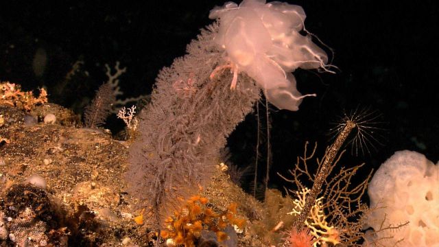 Tunicates? on top of bottlebrush coral bush Picture
