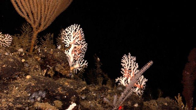 Red bottlebrush coral on right, white stony corals, a yellow candelabra coral, numerous brittle stars, and a honey comb life form on rock on lower lef Picture