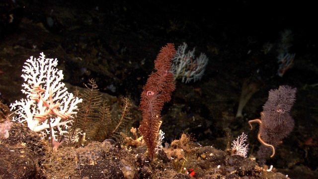 Gray and red bottlebrush coral, white stony coral, and a variety of other life forms including a brittle star and a squat lobster. Picture