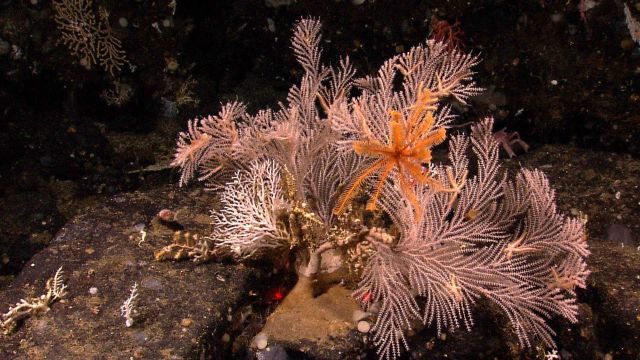 An orange feather star on a white primnoid coral Picture