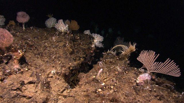 A diverse scene with many different types of corals, a large white globular stalked sponge, and a yellowish white crinoid. Picture