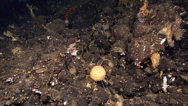 A white sponge with multiple spikey looking anchors on a black rock outcrop Picture