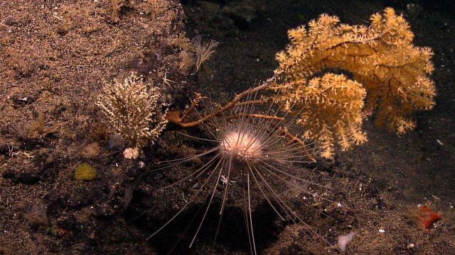 A large very long-spined sea urchin, and a yellow coral bush. Picture