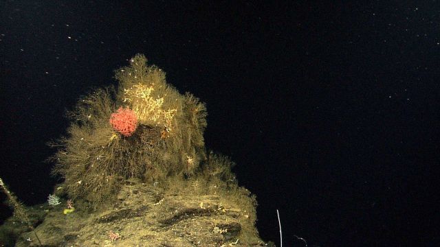 A black coral bush with a large anthomastus mushroom coral with polyps extended. Picture