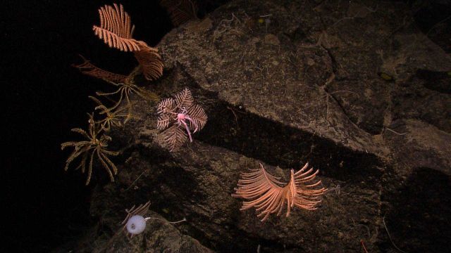 An odd appearing assemblage of pinkish-orange to red black coral bushes, yellow feather star crinoids, a whitish brown stalked crinoid with a pink squ Picture