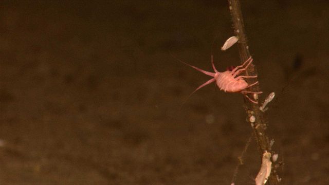 A large pink amphipod? on a dead coral stalk that has been colonized by barnacles. Picture
