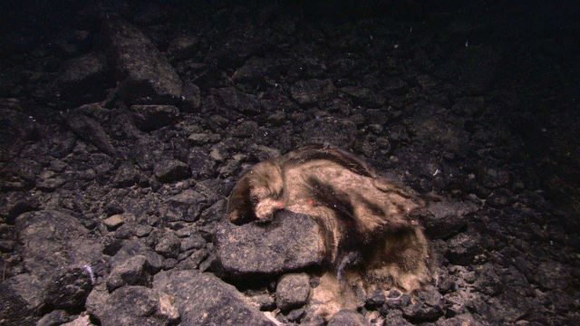 In this image, this appears to be a discarded bear skin on a rock outcrop Picture