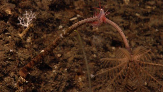 Two amphipods? on a brown stalked crinoid. Picture