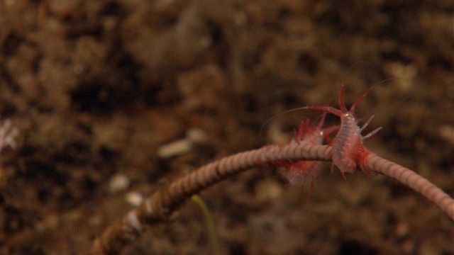 Two amphipods? on a brown stalked crinoid. Picture