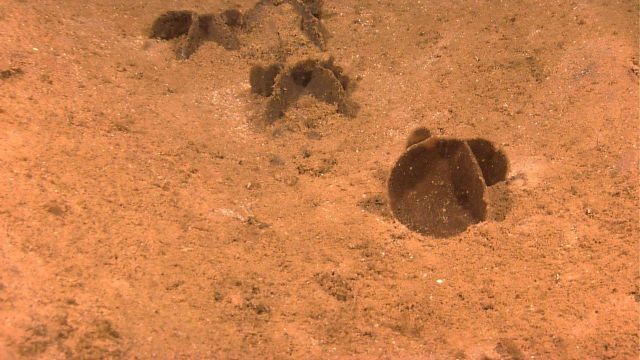 A group of strange brown sponges? xenophyophores? Picture