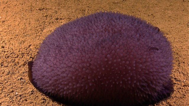 A large purple nudibranch of the genus Bathydoris. Picture