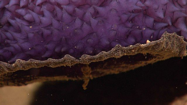 Closeup of the texture of a large purple nudibranch of the genus Bathydoris. Picture