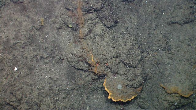Area with hydrothermal staining that is relatively devoid of life. Picture