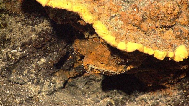 Yellow bacterial encrustation in area of iron oxide hydrothermal staining. Picture