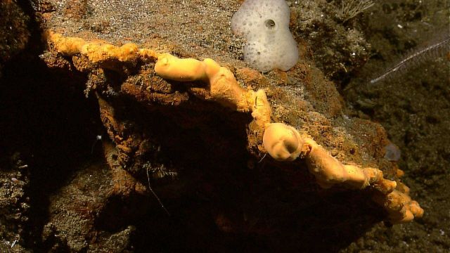 Yellow bacterial encrustation in area of iron oxide hydrothermal staining Picture