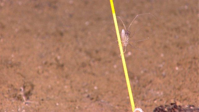 Amphipod on yellow stalk, possibly a stalked crinoid. Picture