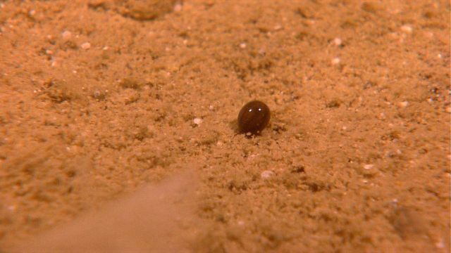 A shiny bean-like object on the sea floor. Picture
