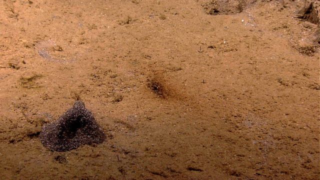 A xenophyophore. Picture