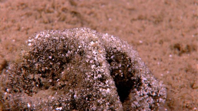 A xenophyophore. Picture