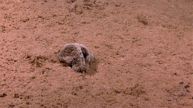 A xenophyophore Picture