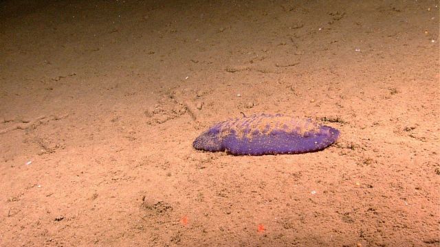 A relatively flat purple holothurian. Picture