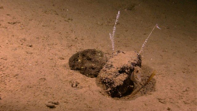 A xenophyophore next to a rock with two small octocorals. Picture