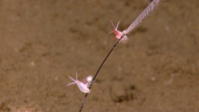A black coral with two amphipods. Picture