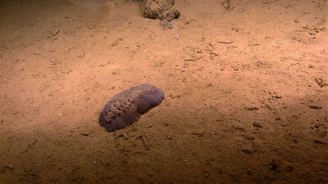 A purple holothurian on a sand and mud substrate Picture
