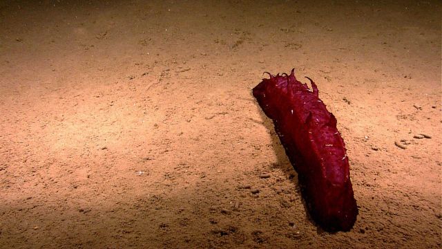 A bright red holothurian on a sand and mud substrate Picture
