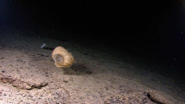 A very large stalked tunicate Picture