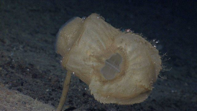 A very large stalked tunicate Picture