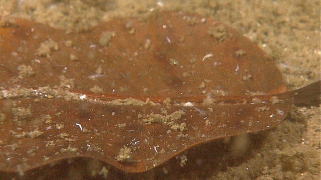 Possibly a leaf that has drifted to the seafloor. Picture