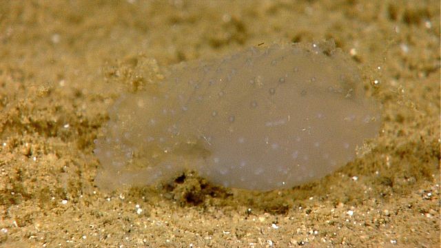 Unknown translucent animal Picture