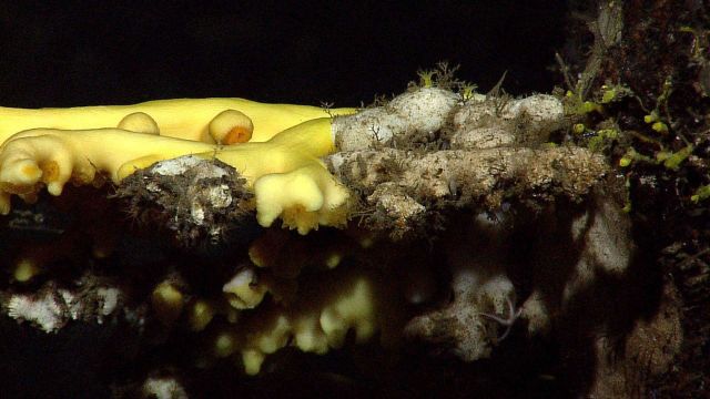 Yellow encrusting animal with what appears to be individual polyps. Picture