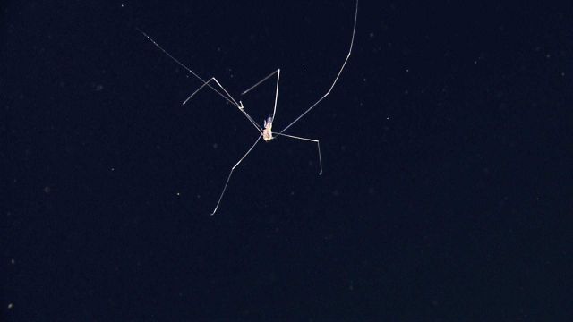 Closeup of a swimming sea spider Picture