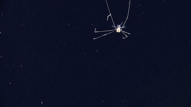 Closeup of a swimming sea spider Picture