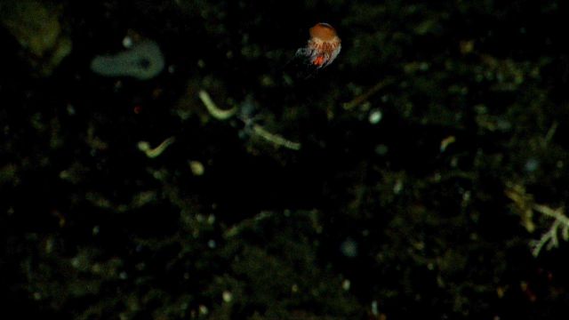 A dandelion siphonophore hovering above the bottom. Picture