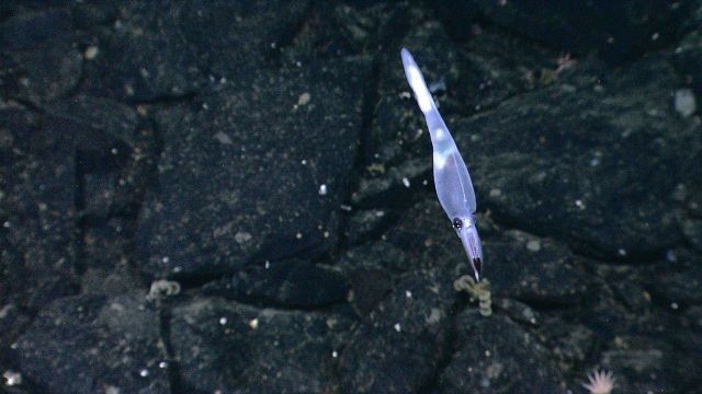 A small blue and white somewhat translucent squid Picture