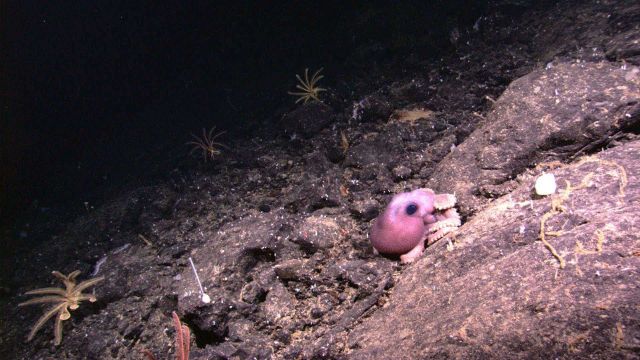 An octopus seen in on bare rock bottom. Picture
