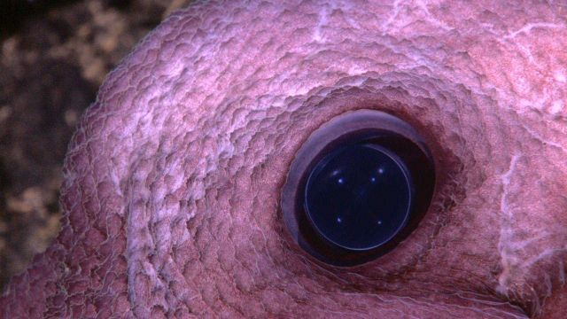 Closeup of the eye of the octopus seen in expl5857. Picture