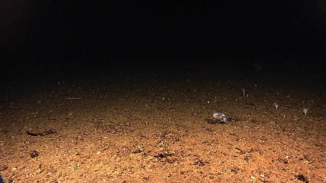 A dumbo octopus seen traveling over the seafloor Picture