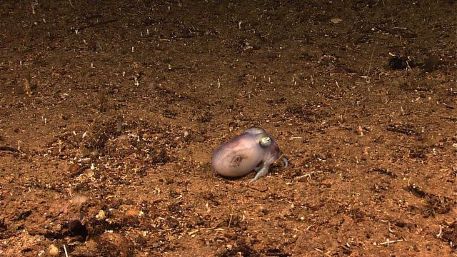 Octopus with short stubby legs in area with numerous small tubeworms protruding from sea floor Picture