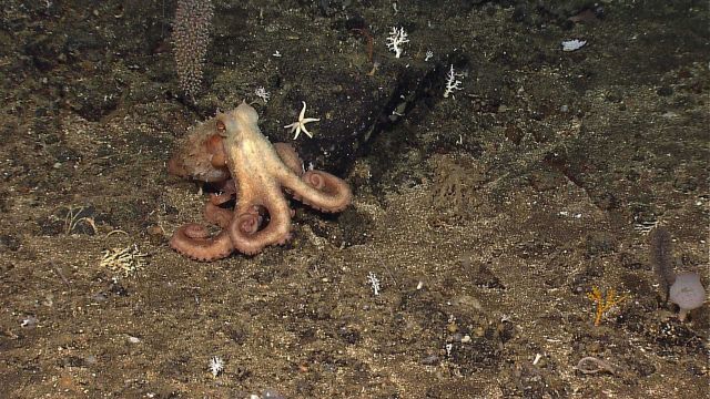 Octopus on seafloor near boulder. Picture