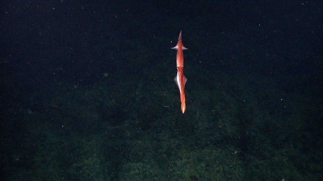 Red and white squid seen over rock bottom. Picture