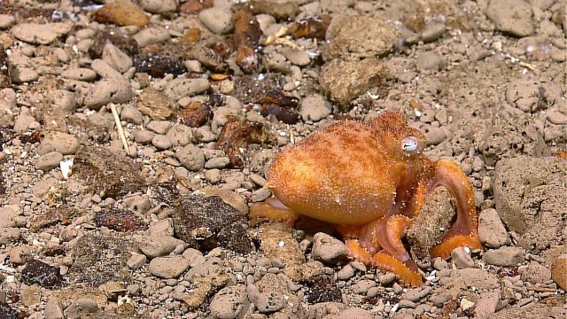 Orange octopus in area of rounded light colored stones. Picture
